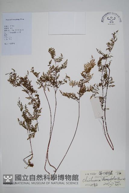 登錄號:P012885藏品圖，第1張