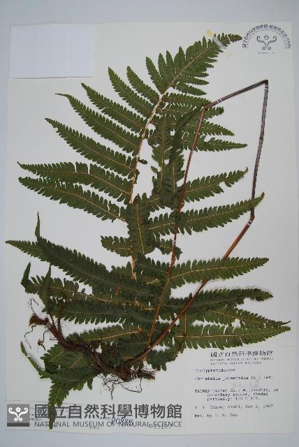 密毛毛蕨藏品圖，第1張