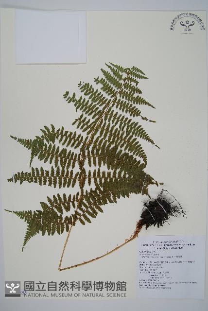 對生蹄蓋蕨藏品圖，第1張