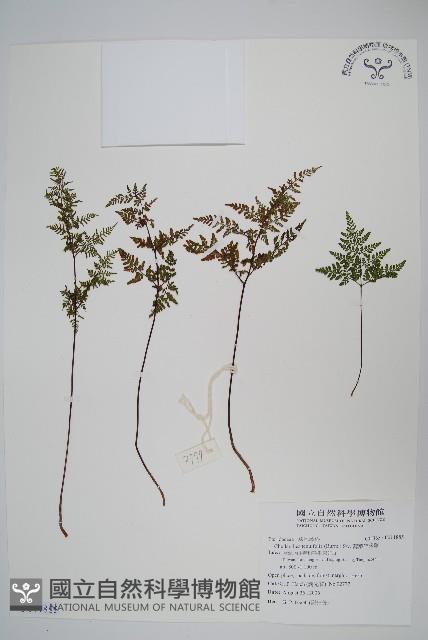 薄葉碎米蕨藏品圖，第1張