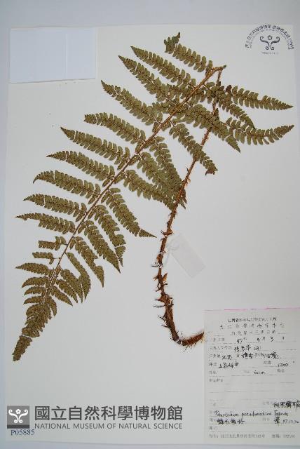 假黑鱗耳蕨藏品圖，第1張