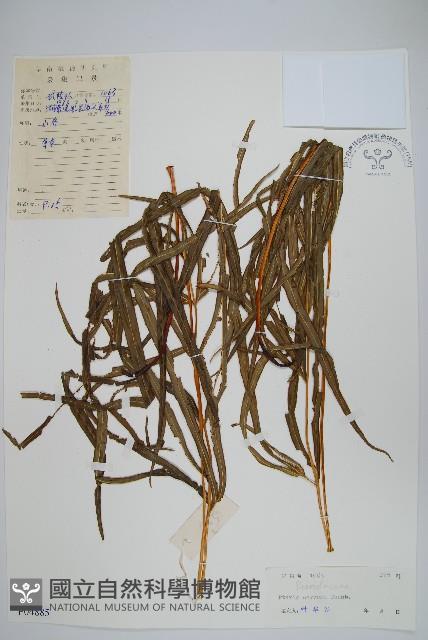 鳳尾蕨藏品圖，第1張