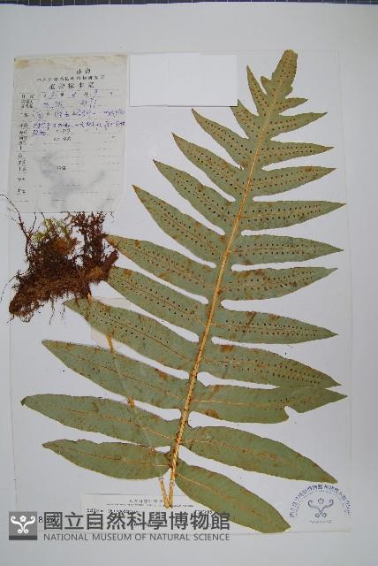 登錄號:P003885藏品圖，第1張