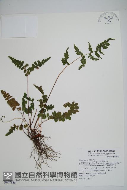 海島鱗始蕨藏品圖，第1張