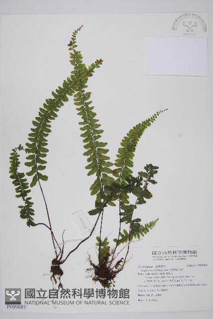 生芽鐵角蕨藏品圖，第1張