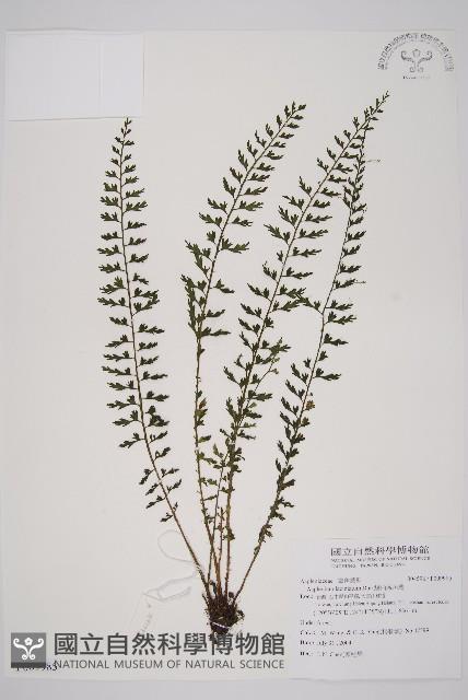 鱗柄鐵角蕨藏品圖，第1張