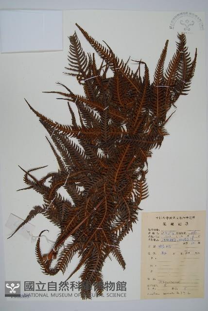 金狗毛蕨藏品圖，第1張