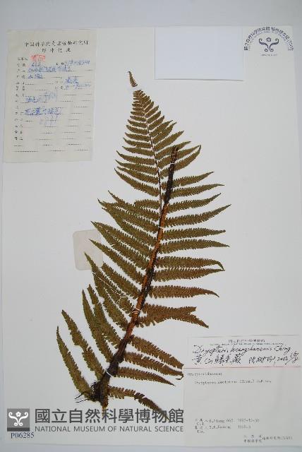 黃山鱗毛蕨藏品圖，第1張