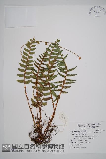 鞭葉耳蕨藏品圖，第1張