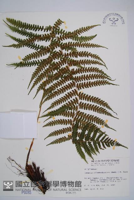 亞蹄蓋蕨藏品圖，第1張
