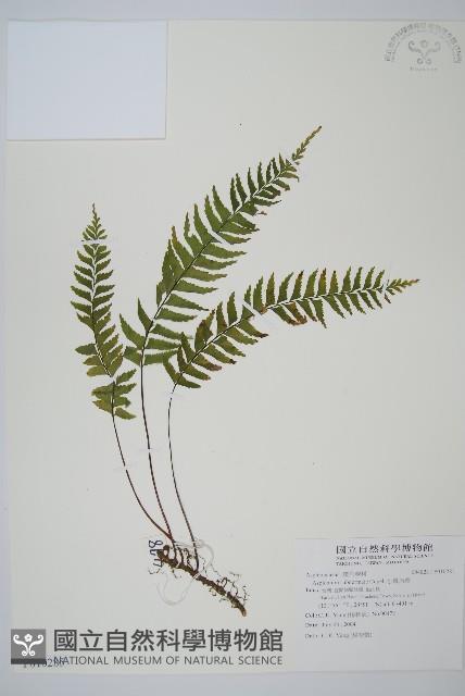 單邊鐵角蕨藏品圖，第1張