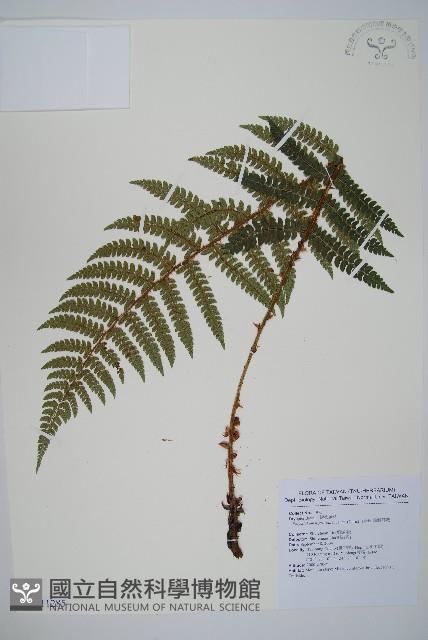 黑鱗耳蕨藏品圖，第1張