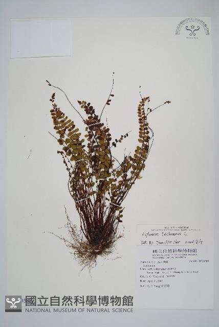 鐵角蕨藏品圖，第1張