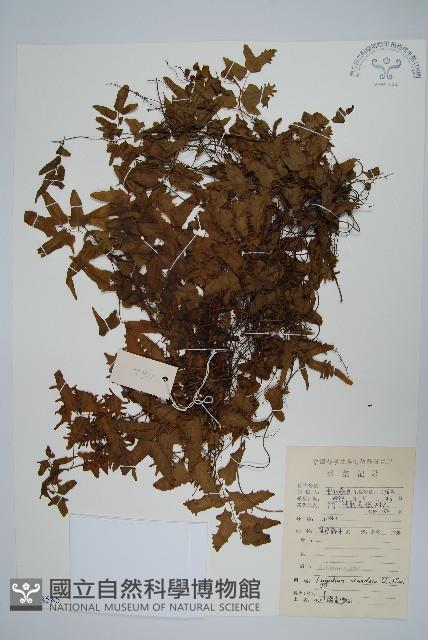 小葉海金沙藏品圖，第1張