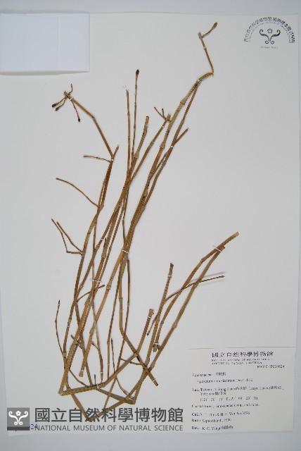 木賊藏品圖，第1張