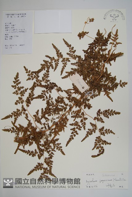海金沙藏品圖，第1張
