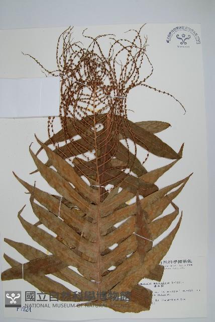 連珠蕨藏品圖，第1張