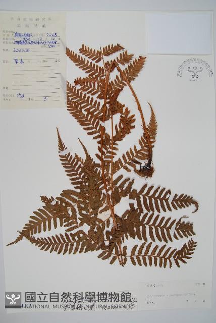 紅蓋鱗毛蕨藏品圖，第1張