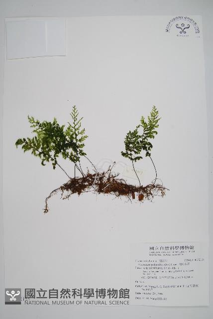 細葉蕗蕨藏品圖，第1張