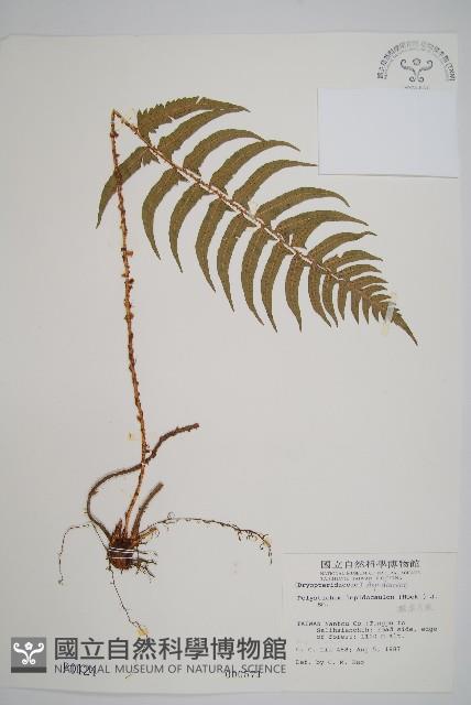 鞭葉耳蕨藏品圖，第1張