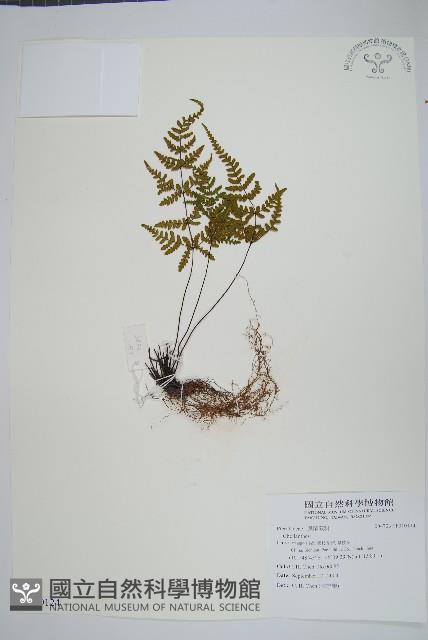 登錄號:P010124藏品圖，第1張