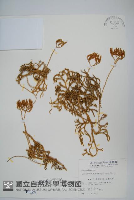 地刷子藏品圖，第1張