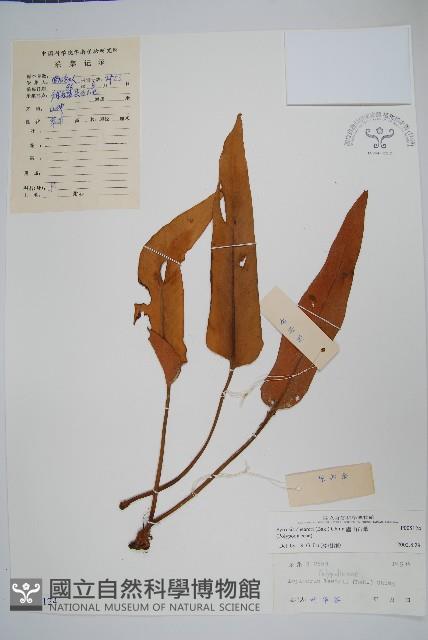 盧山石葦藏品圖，第1張