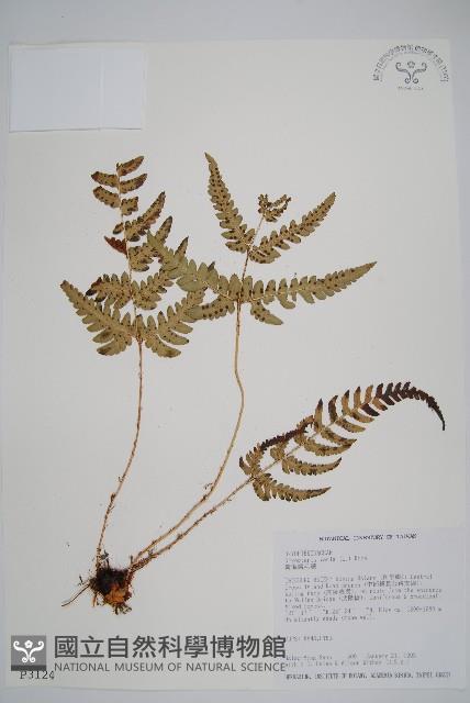Japanese holly fern Collection Image, Figure 1, Total 2 Figures