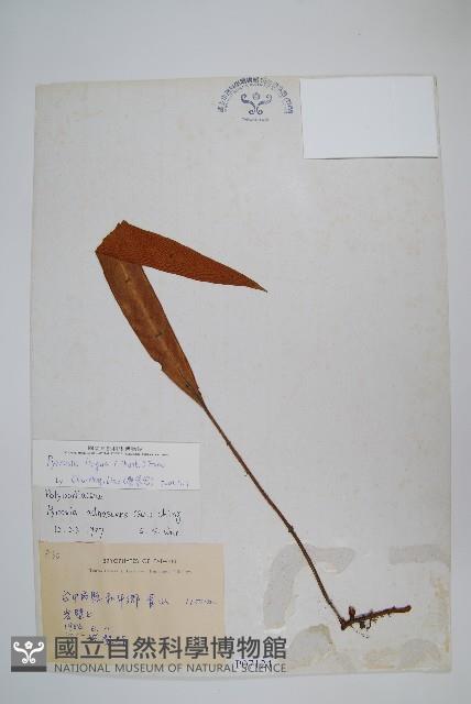 石葦藏品圖，第1張