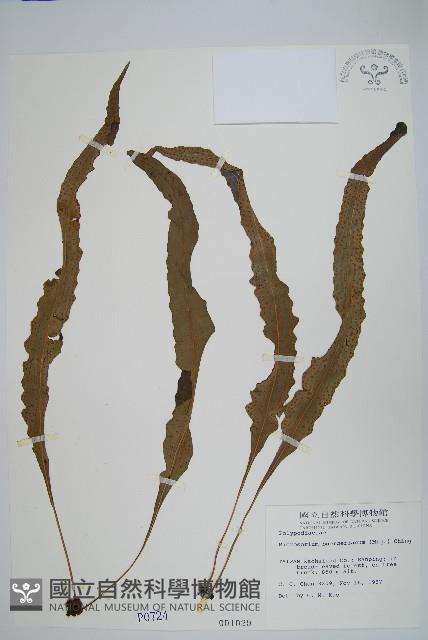 波氏星蕨藏品圖，第1張