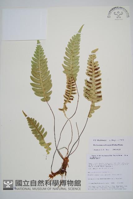 雉尾烏毛蕨藏品圖，第1張