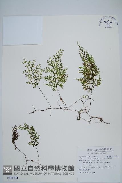 細葉蕗蕨藏品圖，第1張