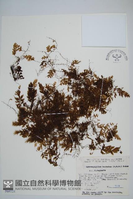 華東膜蕨藏品圖，第1張