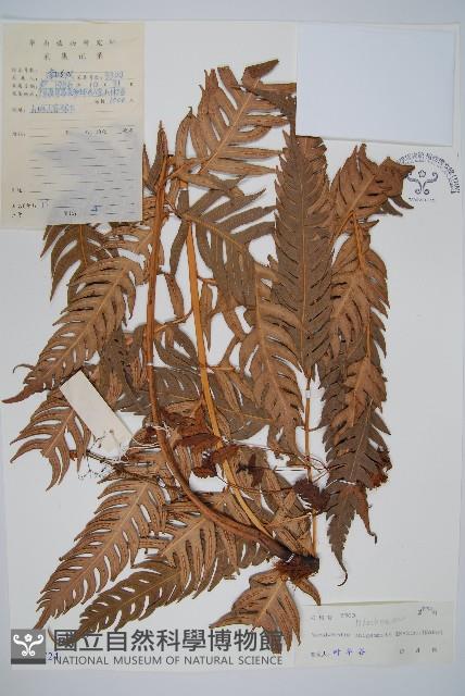 生芽狗脊蕨、頂芽狗脊蕨藏品圖，第1張