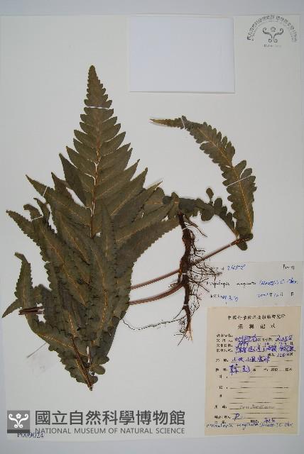 邊緣鱗蓋蕨藏品圖，第1張