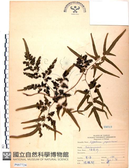 海金沙藏品圖，第1張