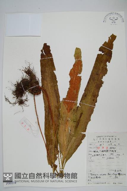 光石韋藏品圖，第1張