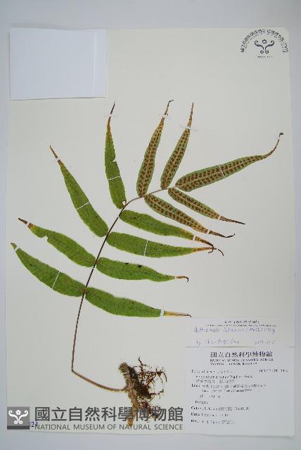 肢節蕨藏品圖，第1張