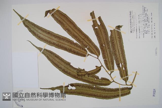 伊藤氏原始觀音座蓮藏品圖，第1張