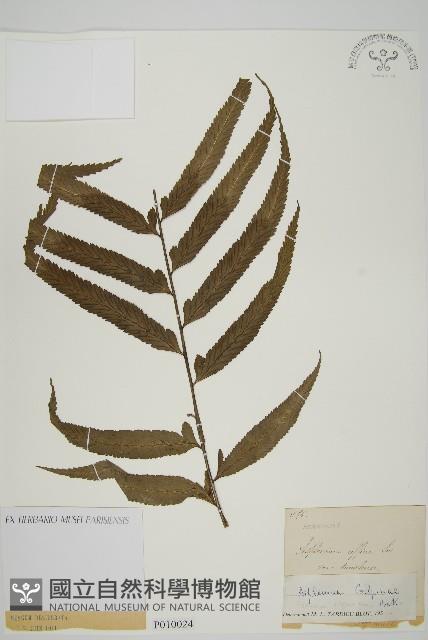 登錄號:P010024藏品圖，第1張