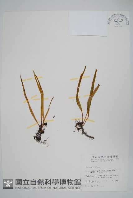 瓦葦藏品圖，第1張