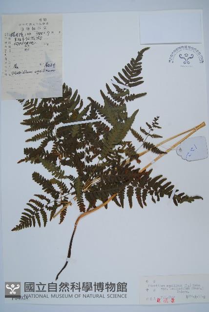 蕨藏品圖，第1張