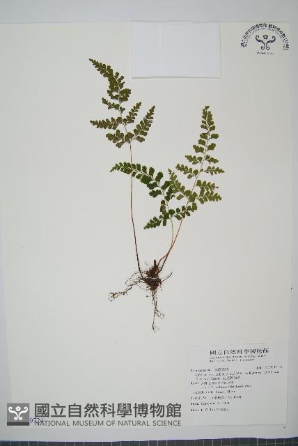 海島陵齒蕨藏品圖，第1張