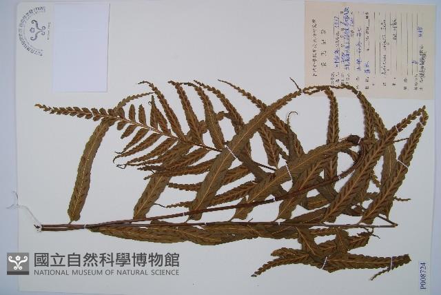 Accession Number:P008724 Collection Image, Figure 1, Total 4 Figures