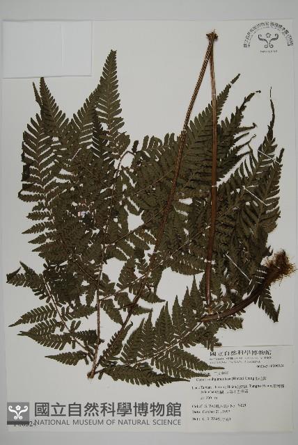 肋毛蕨藏品圖，第1張