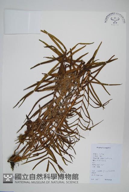 鱗蓋鳳尾蕨藏品圖，第1張