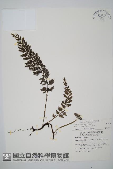 南海瓶蕨藏品圖，第1張