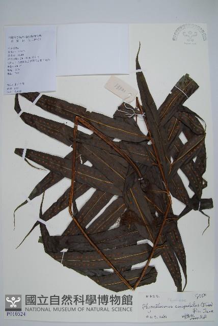 光亮瘤蕨藏品圖，第1張