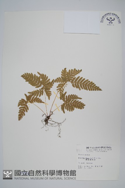 傅氏鳳尾蕨藏品圖，第1張