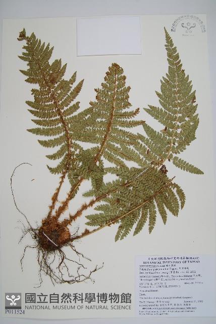 尖葉耳蕨藏品圖，第1張